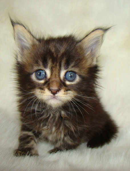     Catsvill County!   !    !       !!!    Catsvill County +7-926-544-74-09     .   ,   ,   ,    ,   ,  ,     ,   -,    ,   !